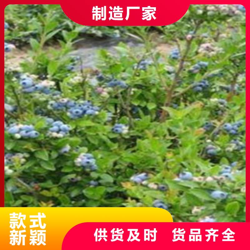 卖蓝莓苗的公司
