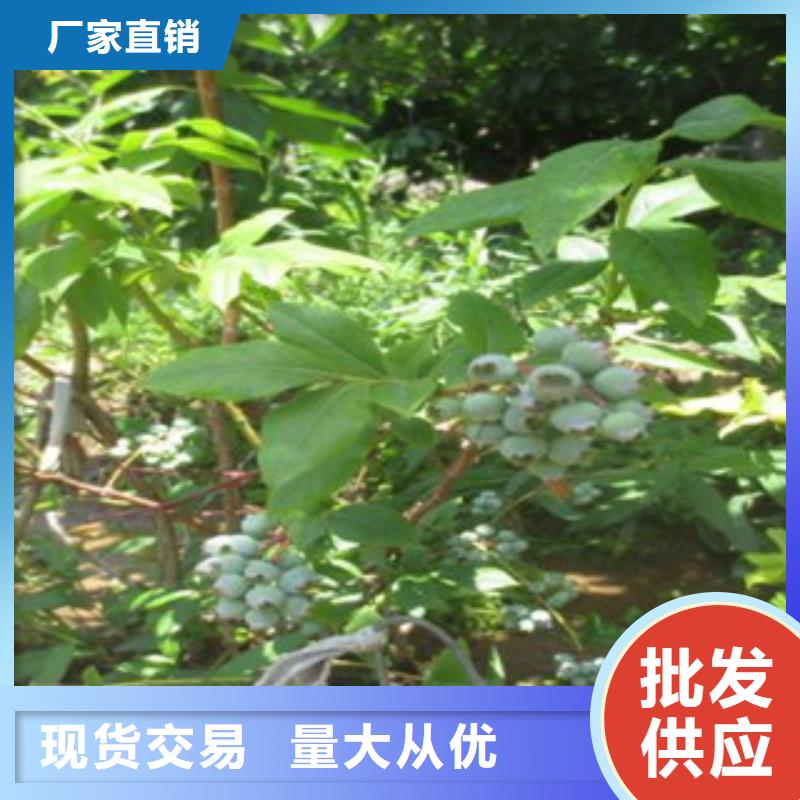 ##蓝莓苗厂家