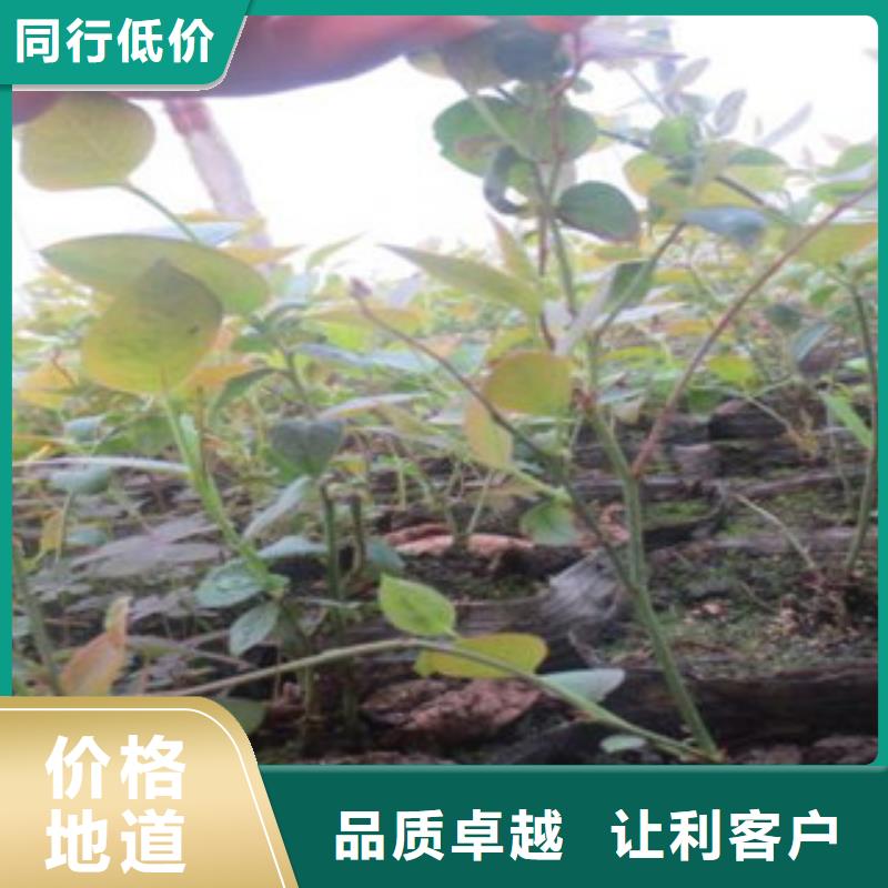 蓝莓苗可按需定制
