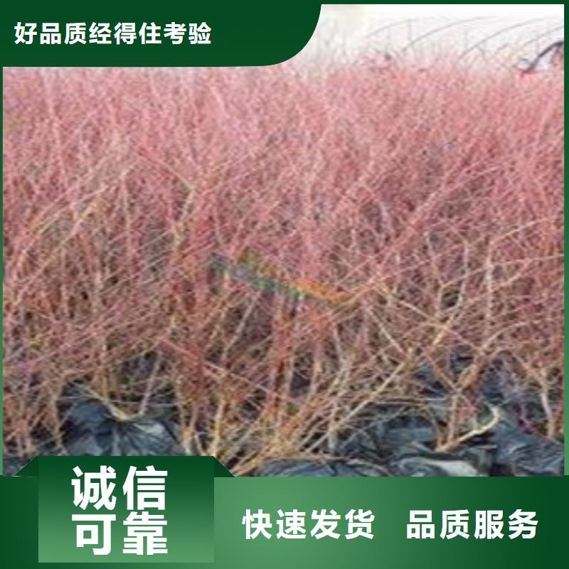 蓝莓苗可按需定制