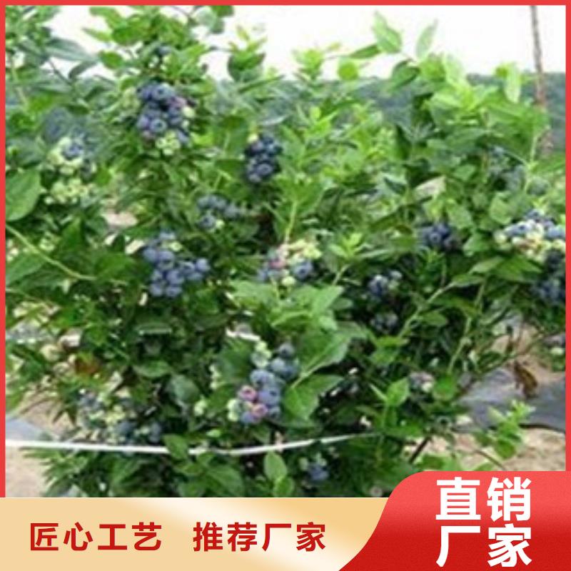 蓝莓苗直供