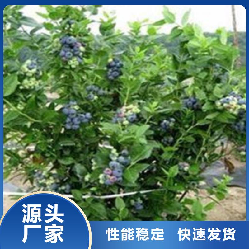 卖蓝莓苗的公司