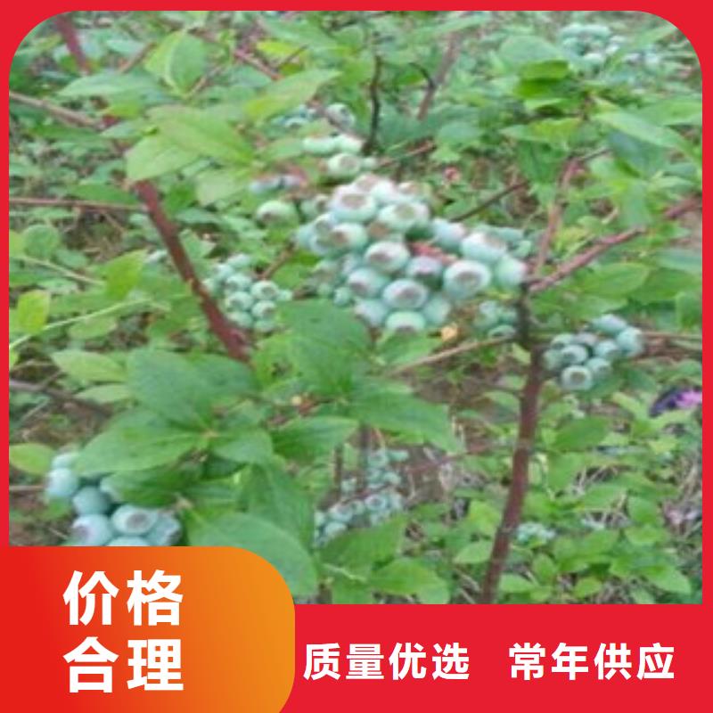 定做蓝莓苗厂家