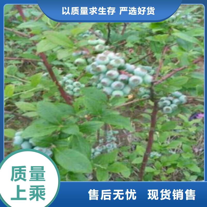 蓝莓苗施工方案