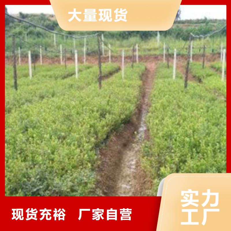 蓝莓苗直供