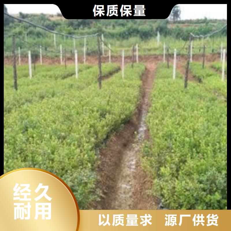 蓝莓苗距您较近定制零售批发