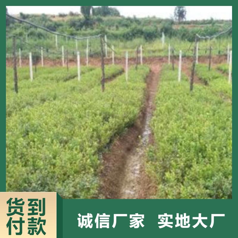 蓝莓苗包安装