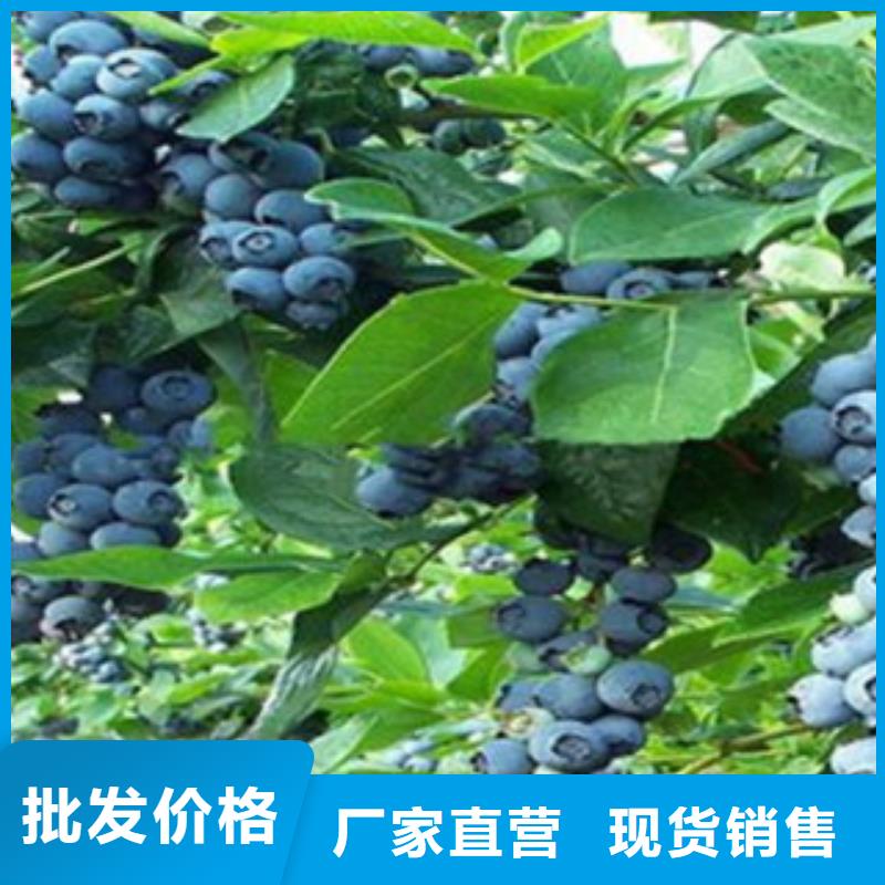 蓝莓苗货到付款本地品牌