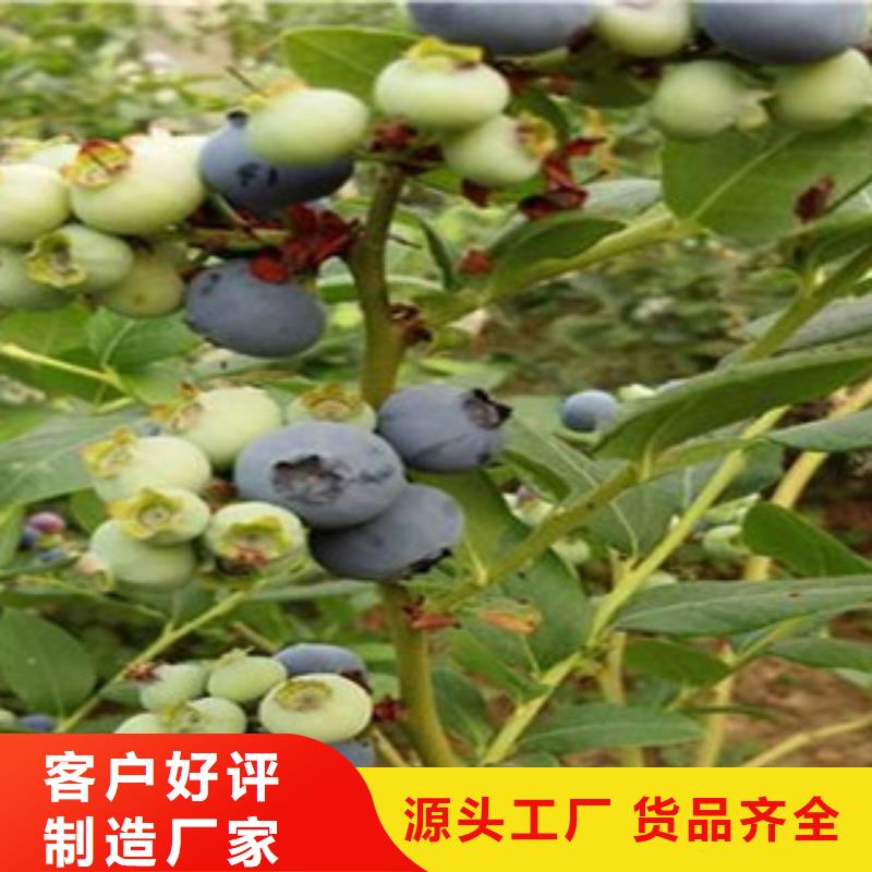 蓝莓苗咨询享优惠