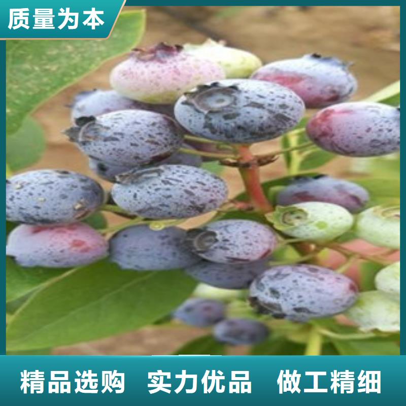 ##蓝莓苗厂家