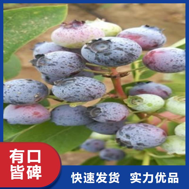 蓝莓苗施工方案