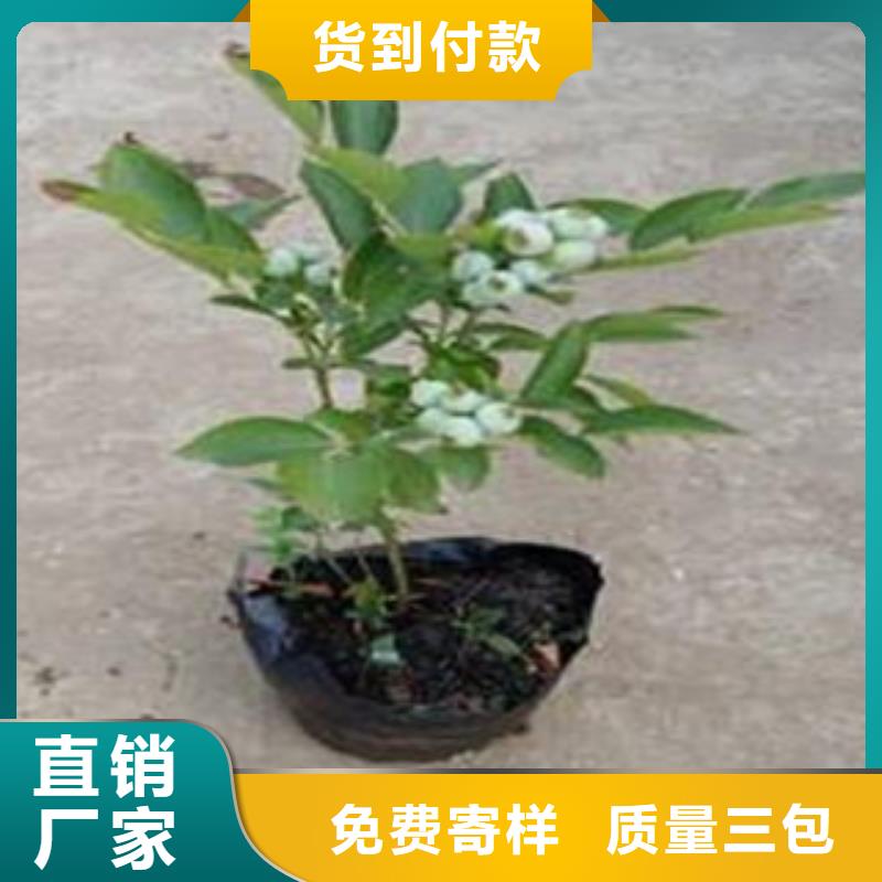 蓝莓苗厂家直销-高新区建辉园艺场当地生产厂家