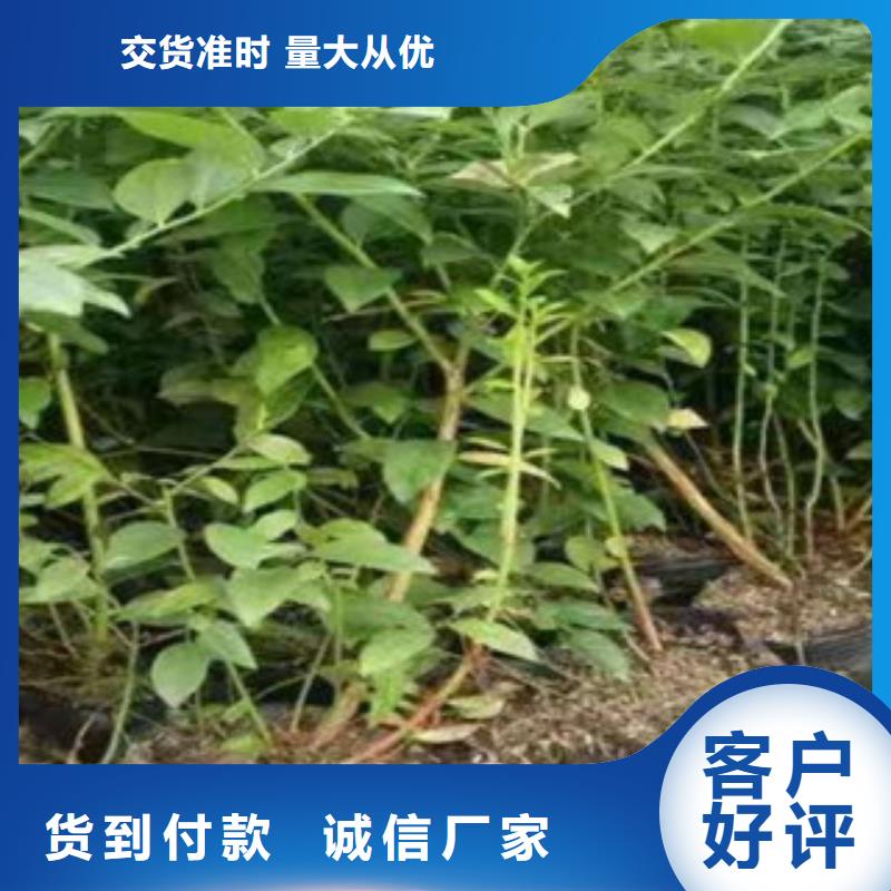 蓝莓苗咨询享优惠