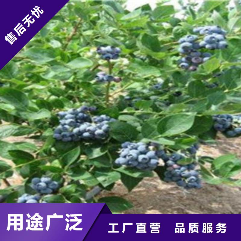 实力雄厚的蓝莓苗厂家