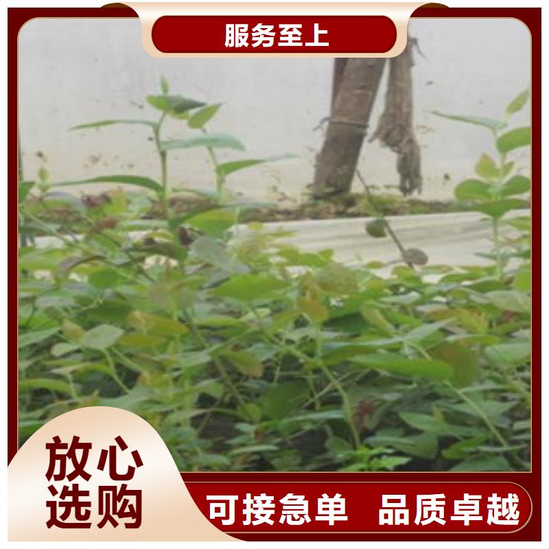 蓝莓苗包安装