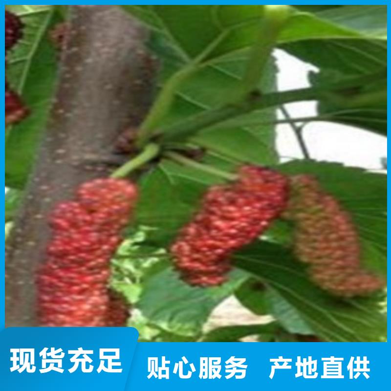 果桑-量大价优品牌专营