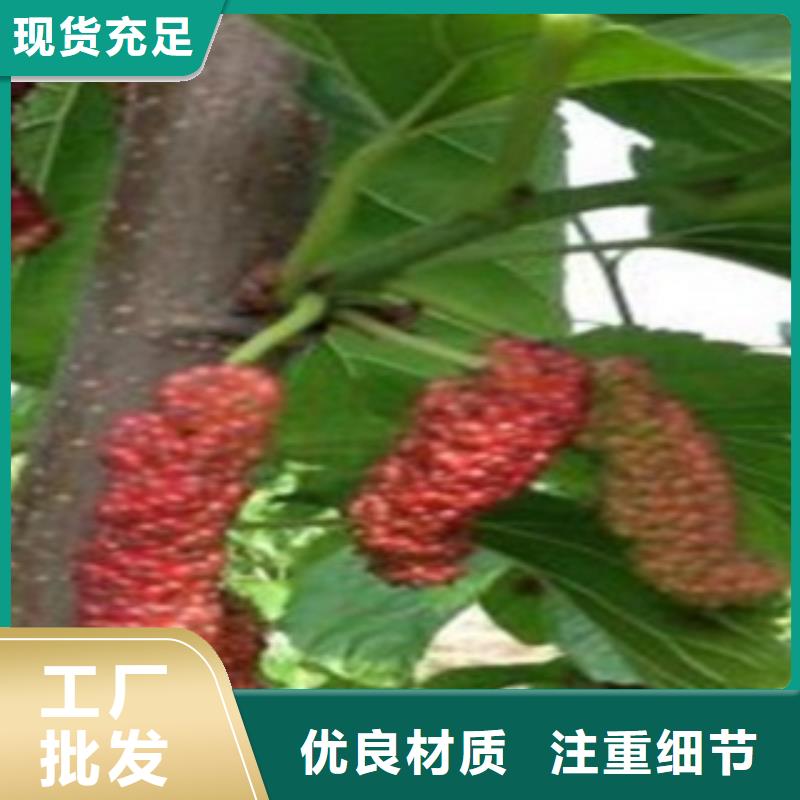 靠谱的果桑批发商工厂批发