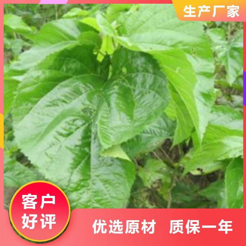 果桑厂家现货供应