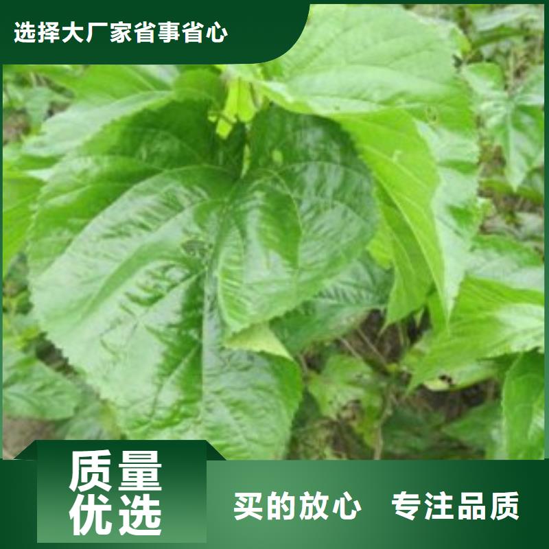 果桑资质全可信赖