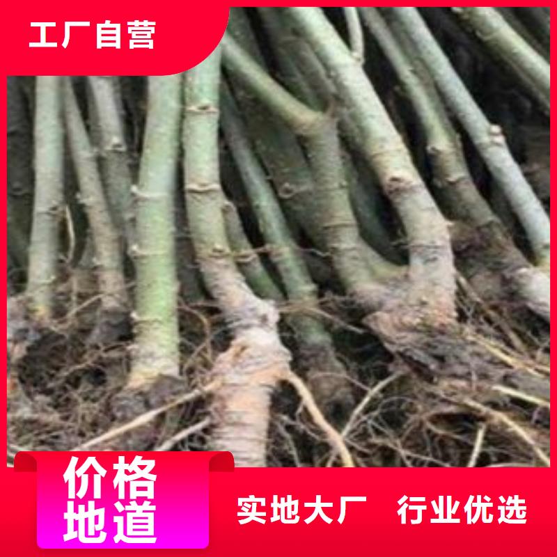 果桑厂家现货供应