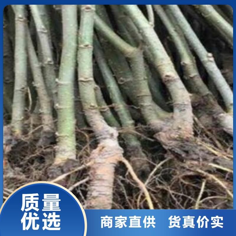 果桑-助您购买满意优良工艺
