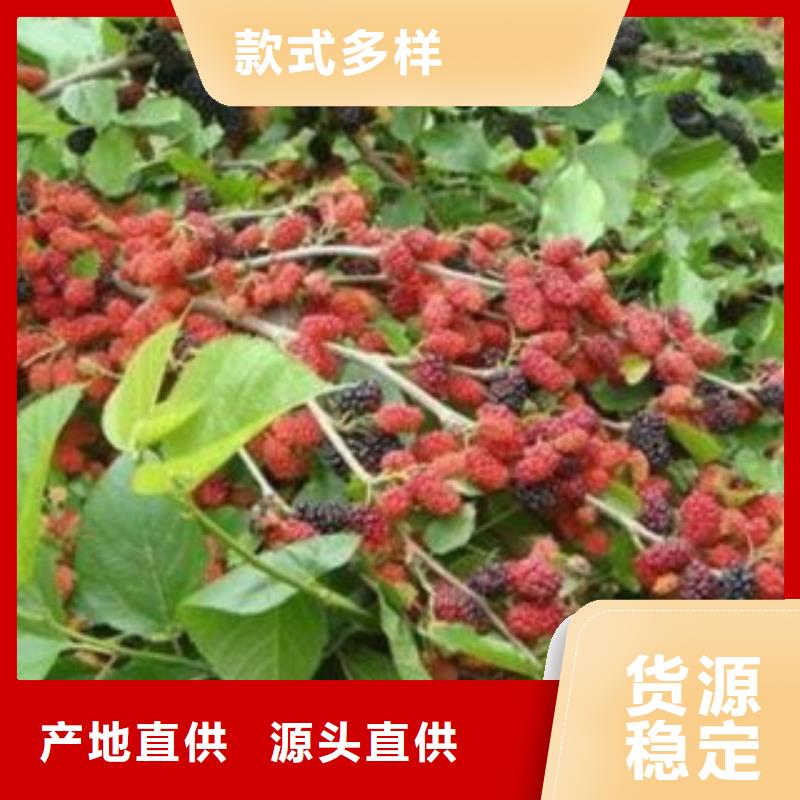 果桑样式众多
