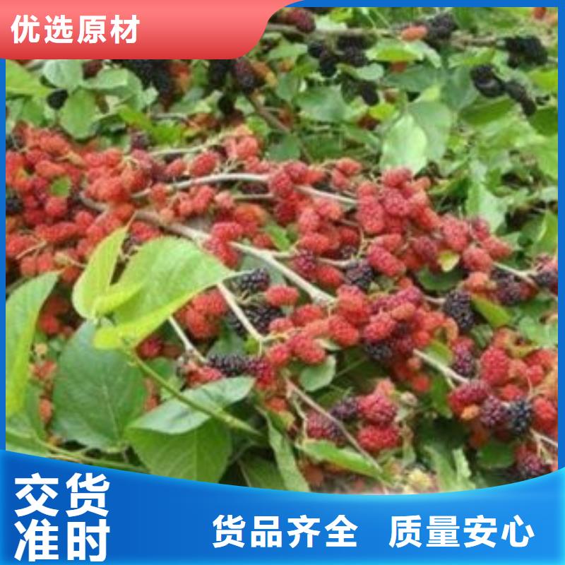 果桑-联系方式