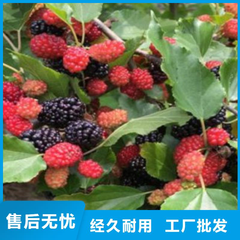 果桑大厂家买的安心