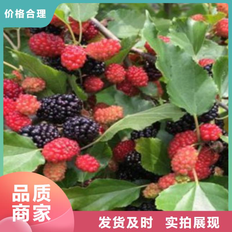 果桑价格-可按需定做