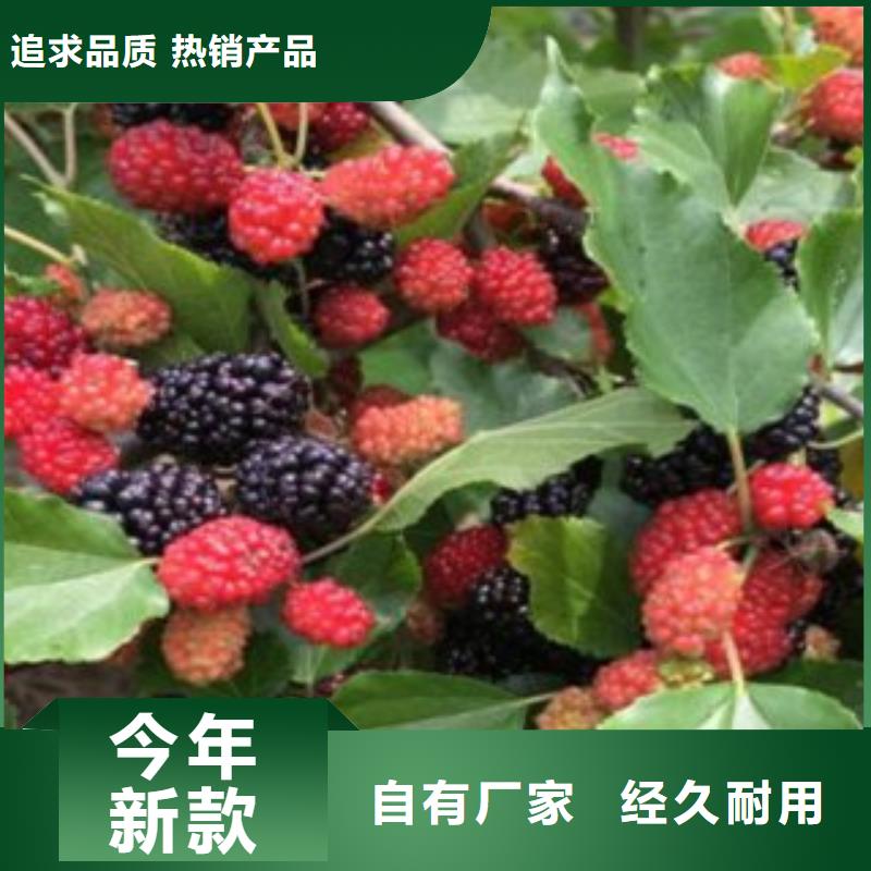 #果桑#货源充足做工精细