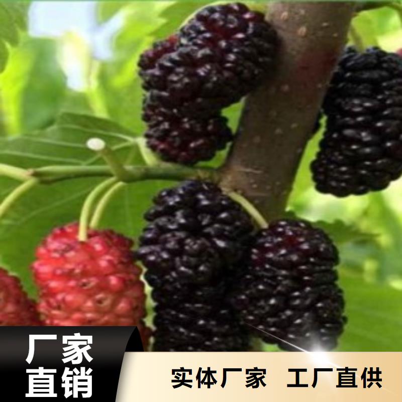 果桑本地厂家