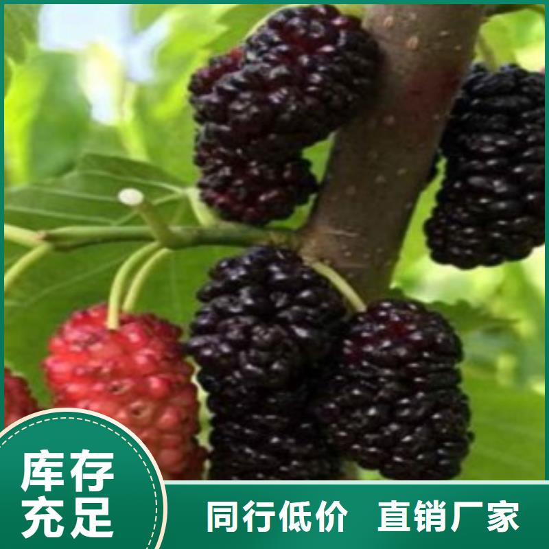 供应批发果桑-价格优惠本地公司