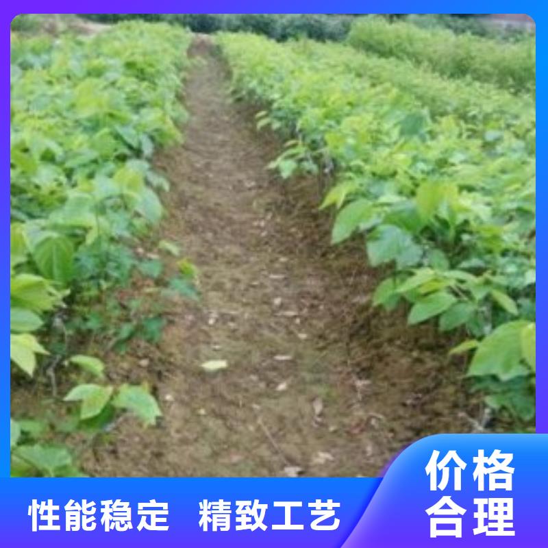 果桑本地厂家
