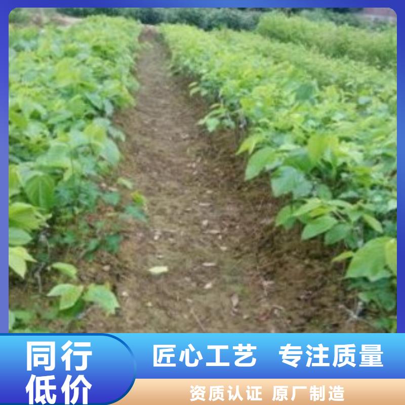 批发果桑的当地厂家