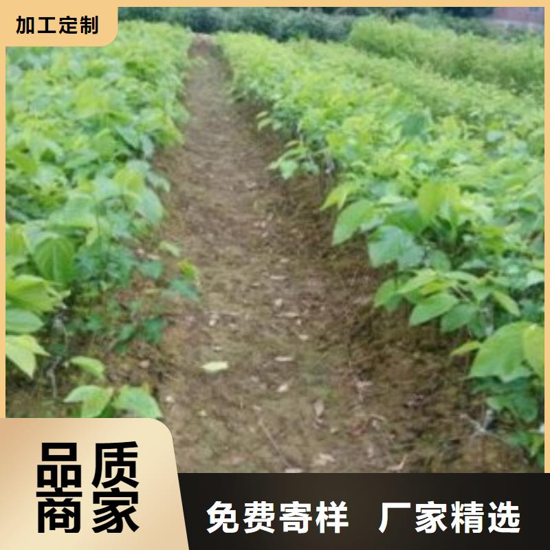 果桑10年品质_可信赖