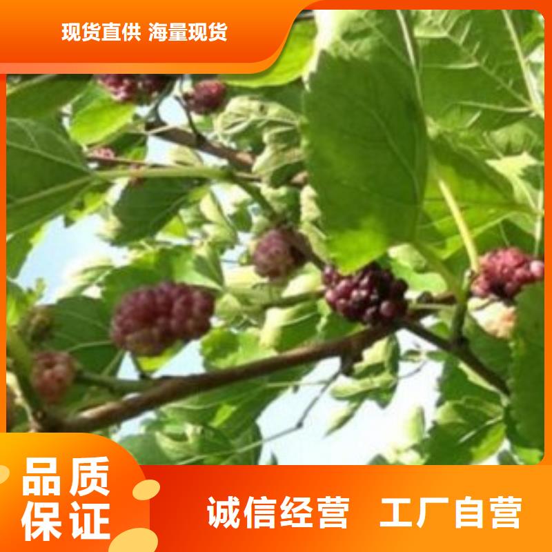 价格合理的果桑公司