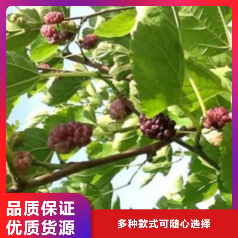 果桑厂家诚信经营