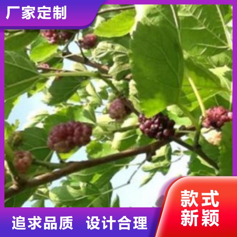 果桑资质全可信赖