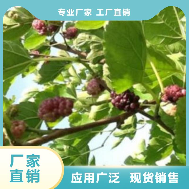 发货速度快的果桑销售厂家