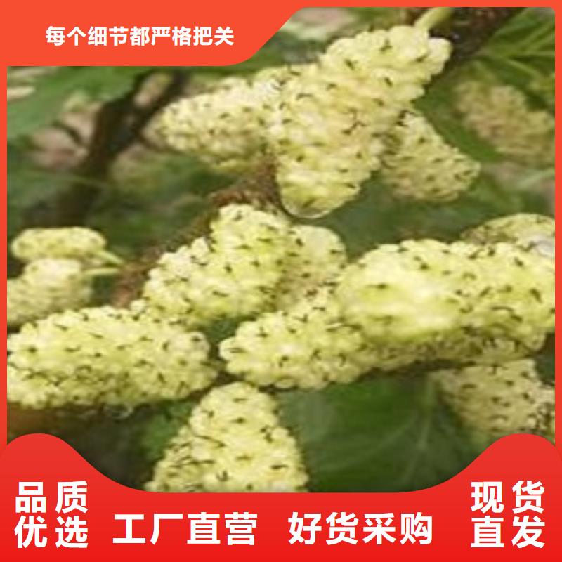 果桑货到付款厂家