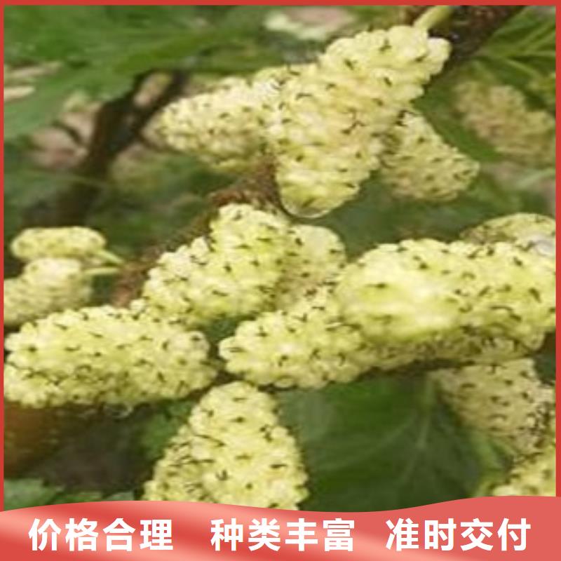 发货及时的果桑公司适用范围广