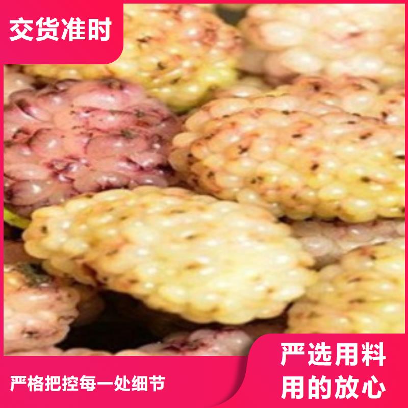 果桑厂家诚信经营