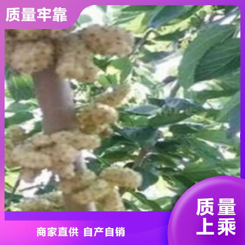 定制果桑_厂家/供应本地服务商