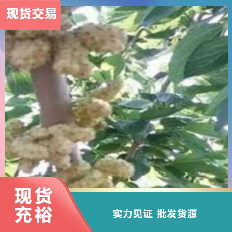 果桑【多图】实力厂家