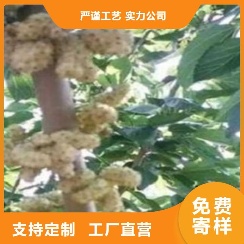 销售果桑_诚信企业规格齐全实力厂家