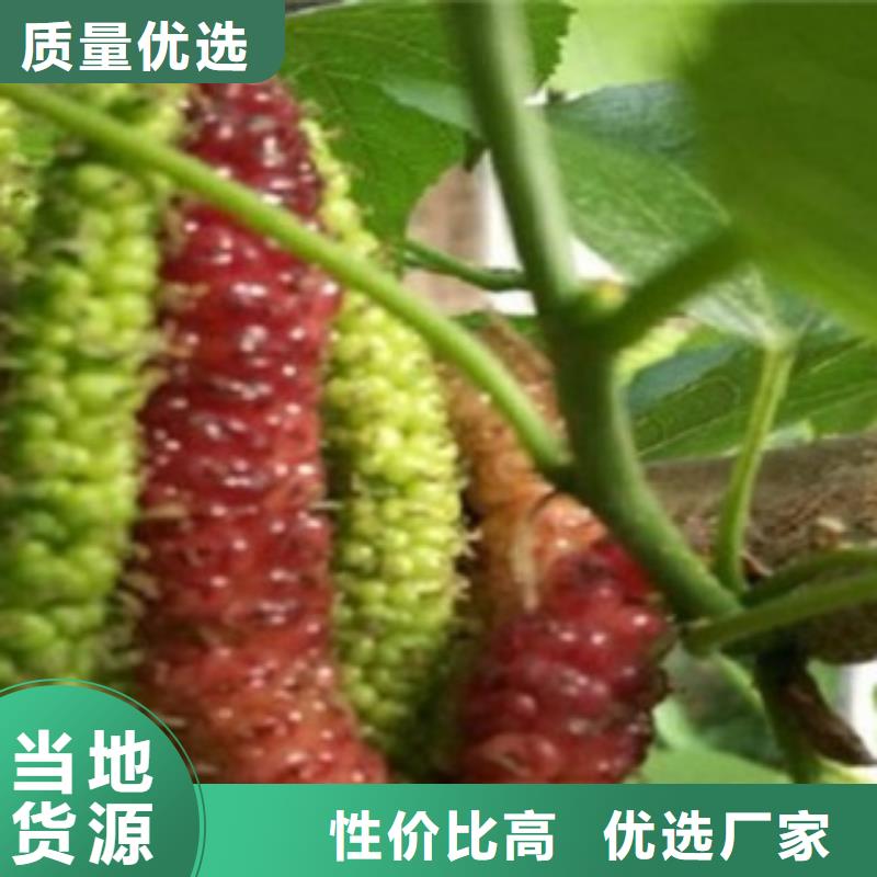 果桑全国施工