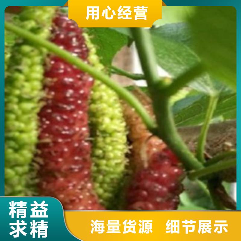 果桑-本地厂家细节决定品质