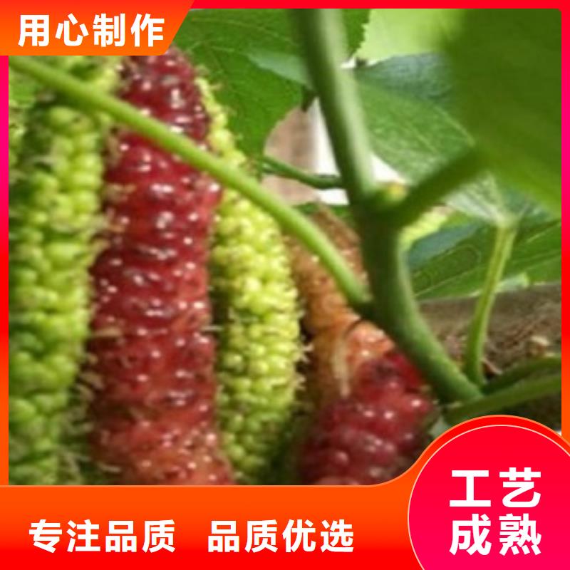 果桑优质品牌精益求精