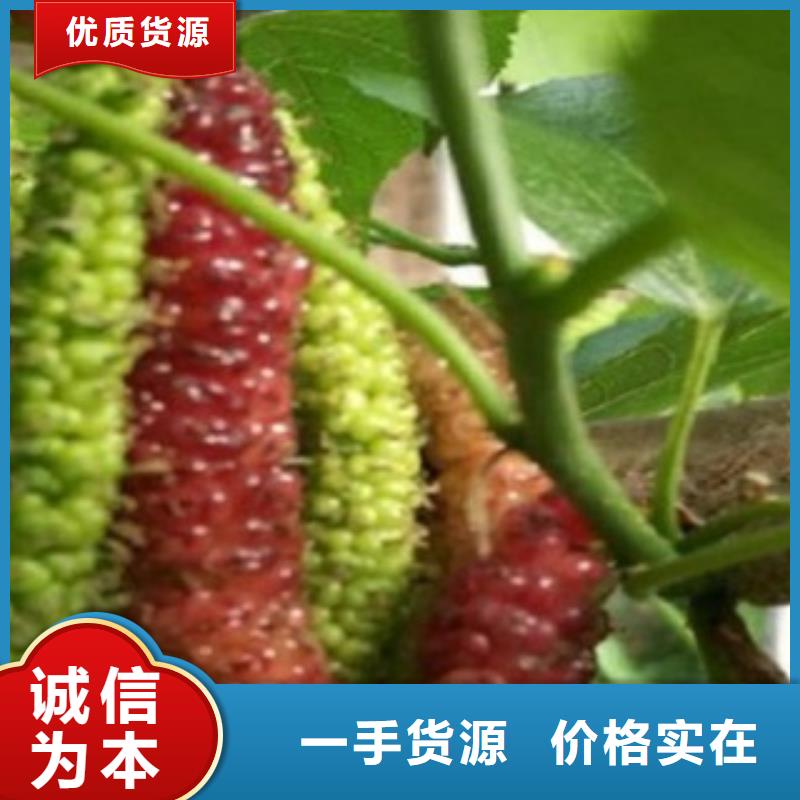 值得信赖的果桑