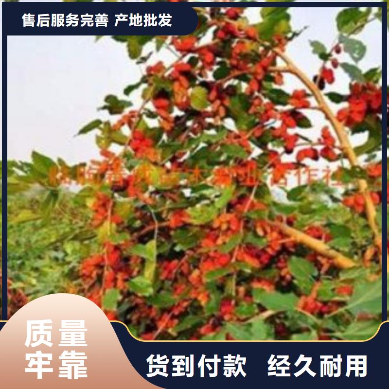 果桑_果桑有限公司批发货源